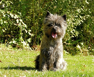 Welpen Cairn Terrier Zucht